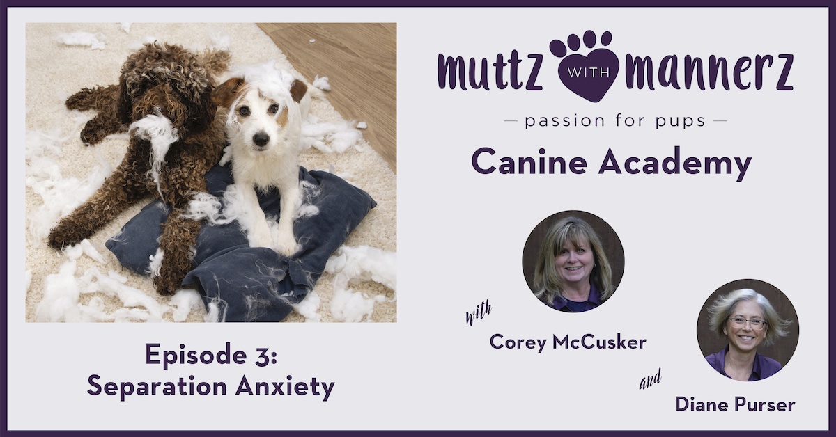 Muttz with Mannerz Canine Academy Podcast - Separation Anxiety