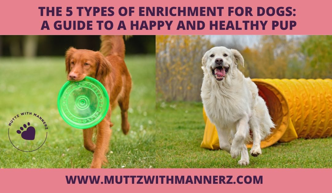 The 5 Types of Enrichment for Dogs: A Guide to a Happy and Healthy Pup