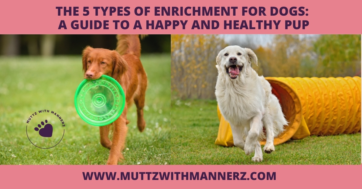 The 5 Types of Enrichment for Dogs: A Guide to a Happy and Healthy Pup